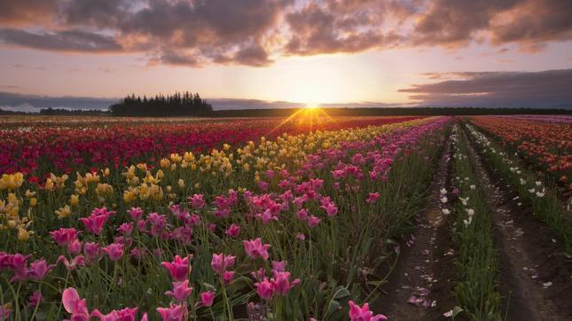 Summer-tulip-flowers-font-b-fields-b-font-font-b-sun-b-font-rays-morning-dawn